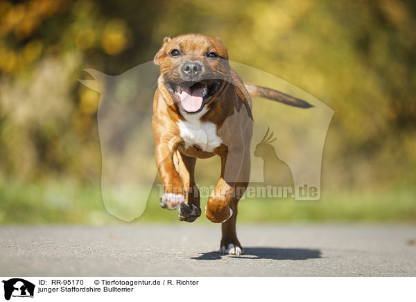 junger Staffordshire Bullterrier / RR-95170