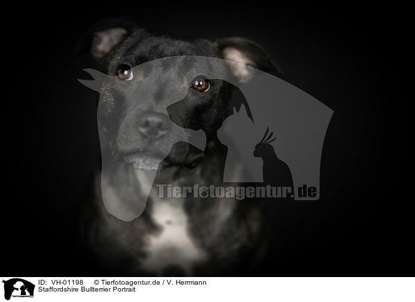 Staffordshire Bullterrier Portrait / VH-01198
