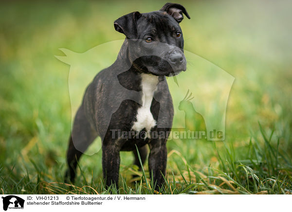 stehender Staffordshire Bullterrier / VH-01213