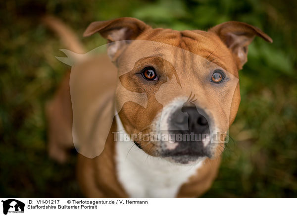 Staffordshire Bullterrier Portrait / VH-01217