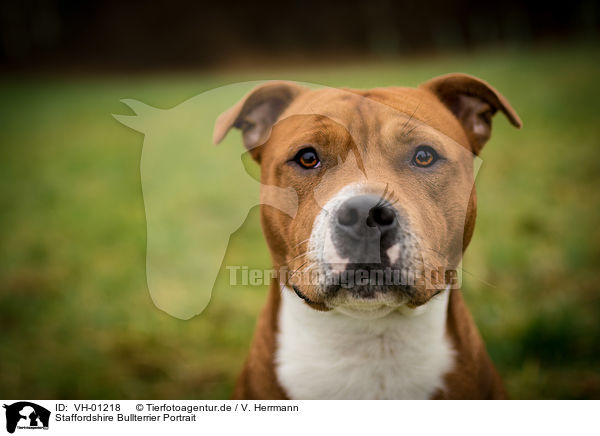 Staffordshire Bullterrier Portrait / VH-01218