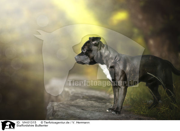 Staffordshire Bullterrier / VH-01315