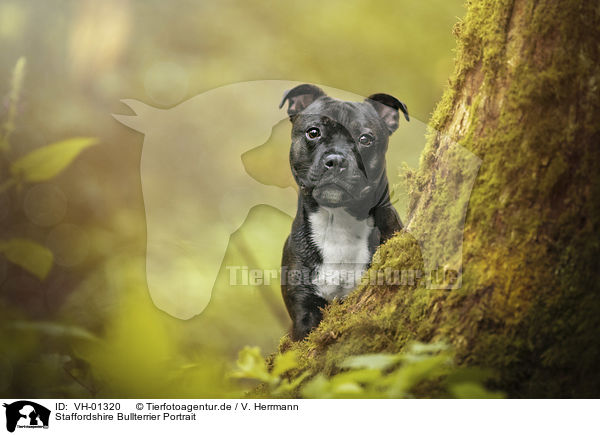 Staffordshire Bullterrier Portrait / Staffordshire Bullterrier Portrait / VH-01320