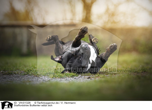 Staffordshire Bullterrier wlzt sich / VH-01326