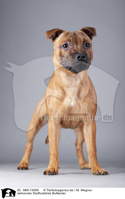 stehender Staffordshire Bullterrier / MW-13069