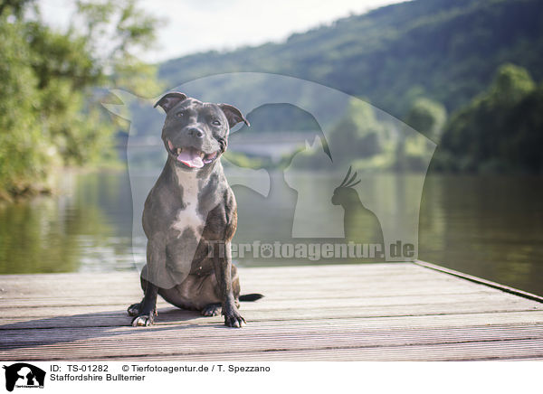 Staffordshire Bullterrier / TS-01282