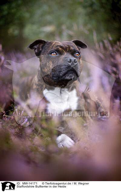 Staffordshire Bullterrier in der Heide / MW-14171