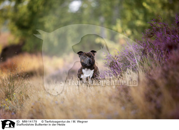 Staffordshire Bullterrier in der Heide / MW-14179