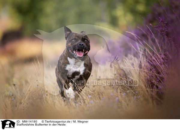 Staffordshire Bullterrier in der Heide / MW-14180