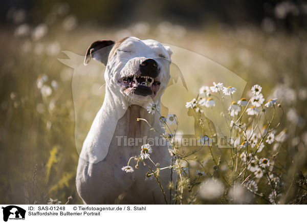 Staffordshire Bullterrier Portrait / SAS-01248