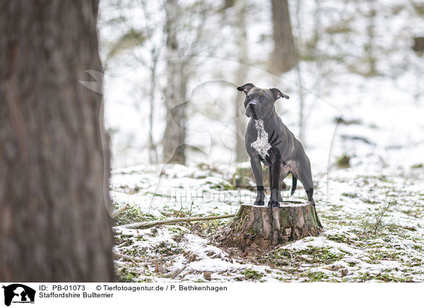 Staffordshire Bullterrier / PB-01073