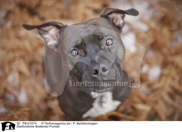 Staffordshire Bullterrier Portrait / PB-01074