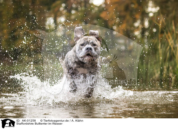 Staffordshire Bullterrier im Wasser / Staffordshire Bullterrier in the water / AK-01258