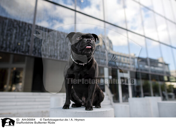 Staffordshire Bullterrier Rde / male Staffordshire Bull Terrier / AH-06884