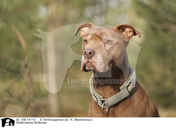 Staffordshire Bullterrier / KB-14110