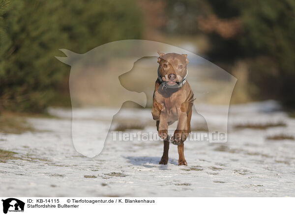 Staffordshire Bullterrier / KB-14115