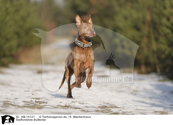 Staffordshire Bullterrier / Staffordshire Bull Terrier / KB-14121