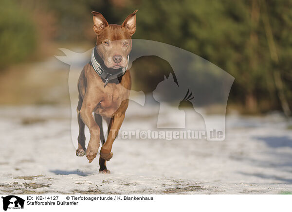 Staffordshire Bullterrier / KB-14127