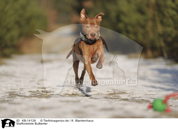 Staffordshire Bullterrier / Staffordshire Bull Terrier / KB-14128