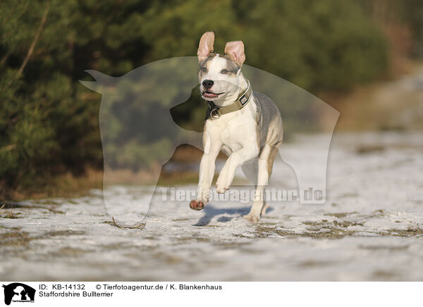 Staffordshire Bullterrier / Staffordshire Bull Terrier / KB-14132