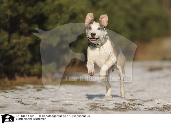 Staffordshire Bullterrier / KB-14134