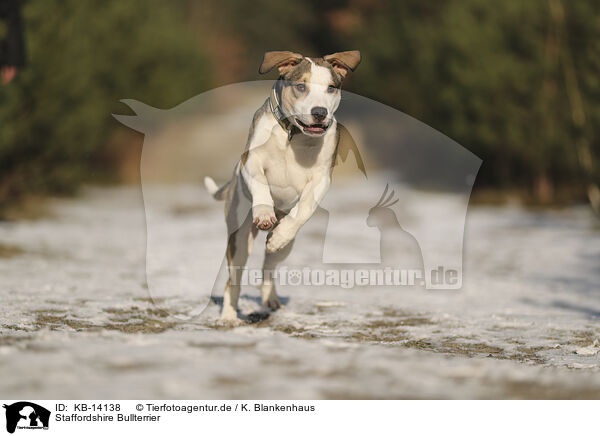 Staffordshire Bullterrier / KB-14138