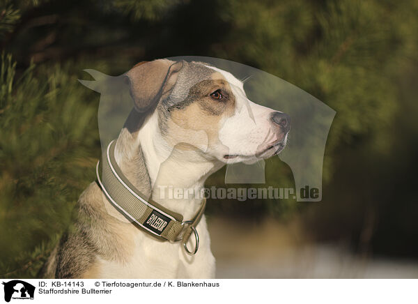 Staffordshire Bullterrier / KB-14143