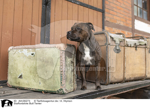 Staffordshire Bull Terrier / Staffordshire Bull Terrier / AH-08273