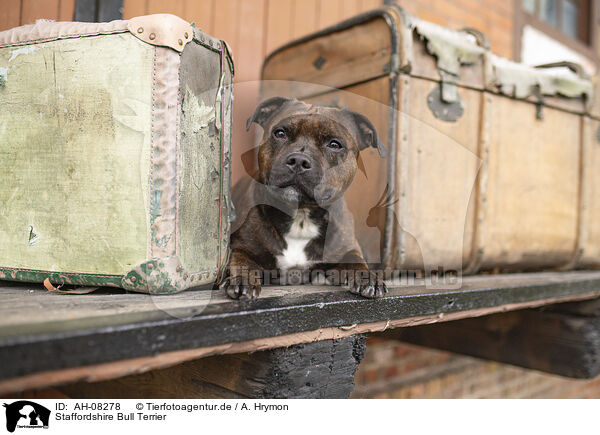 Staffordshire Bull Terrier / AH-08278