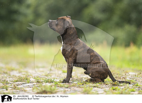 Staffordshire Bull Terrier / AH-08280