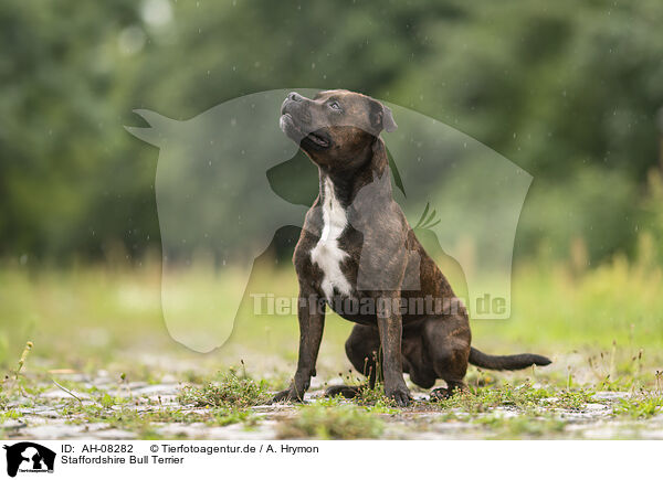 Staffordshire Bull Terrier / AH-08282