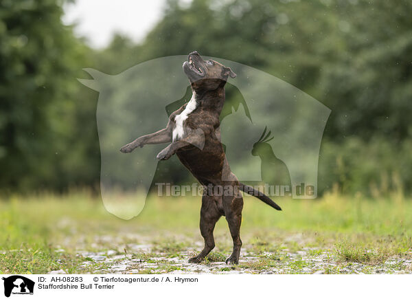 Staffordshire Bull Terrier / AH-08283