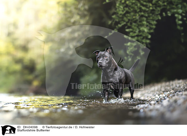 Staffordshire Bullterrier / DH-04098