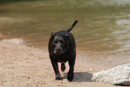 Staffordshire Bull Terrier