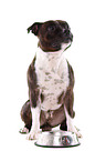 sitzender Staffordshire Bullterrier