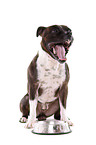 sitzender Staffordshire Bullterrier