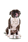 sitzender Staffordshire Bullterrier