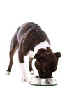 Staffordshire Bullterrier