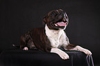 liegender Staffordshire Bullterrier