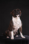 sitzender Staffordshire Bullterrier