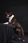 Staffordshire Bullterrier