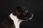 Staffordshire Bullterrier Portrait