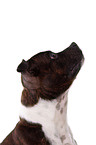 Staffordshire Bullterrier Portrait