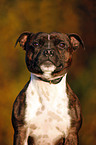 Staffordshire Bullterrier Portrait