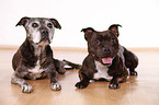 2 Staffordshire Bullterrier