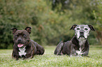 2 Staffordshire Bullterrier