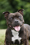 Staffordshire Bullterrier Portrait