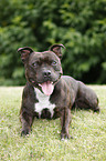 liegender Staffordshire Bullterrier