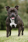 Staffordshire Bullterrier