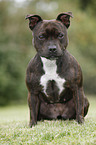 sitzender Staffordshire Bullterrier